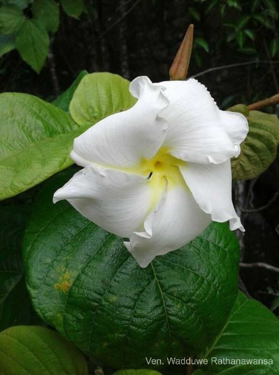 Chonemorpha fragrans (Moon) Alston